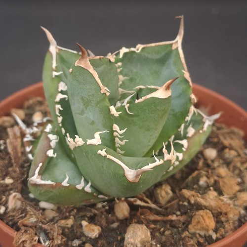 Agave titanota - , (mexico)