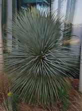 Yucca rostrata sapphire - rostrata, 'sapphire