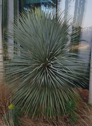 Yucca rostrata sapphire - yucca,