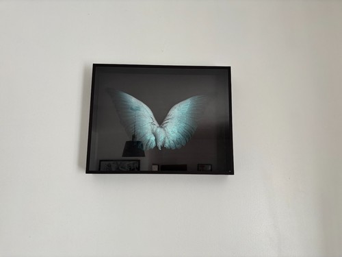 Taxidermie ailes oiseau sous - taxidermie,