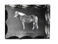 Haflinger puledri cristallo - haflinger,