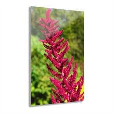 Stampa acrilica floreale amaranto rosa