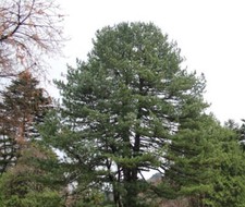 Pinus koraiensis - pino coreano | pino cembro coreano | pino noce cinese