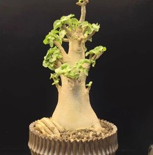 Caratteristica boutique