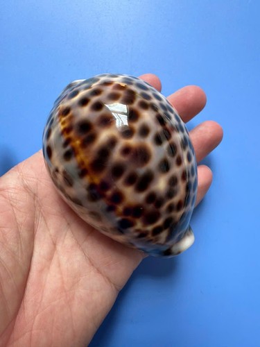 Cypraea tigris - 92,1, mm