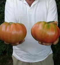 50 semi POMODORO OXHEART