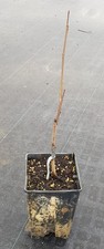 Asimina triloba sweet - asimina,