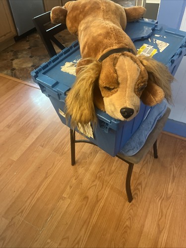 Raro cocker spaniel - spaniel, vintage