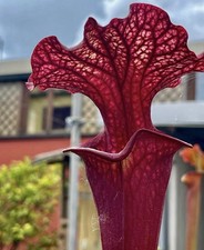 Pianta carnivora Sarracenia