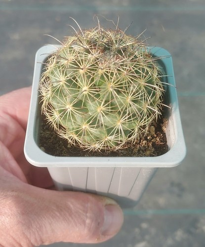 Coryphantha pallida - coryphantha,
