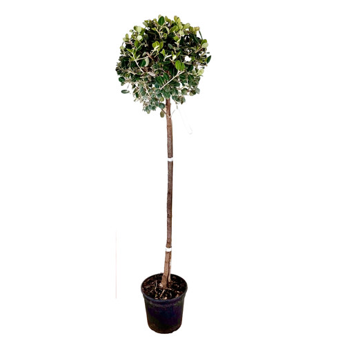 Pianta metrosideros fiore - pianta,