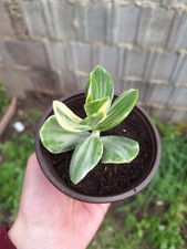 1 Pianta VARIEGATA In Vaso