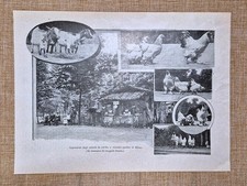 Esposizione animali da cortile