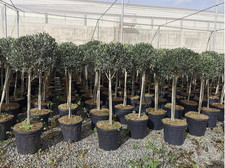 Ulivo olivo leccino olea - olivo, "olea