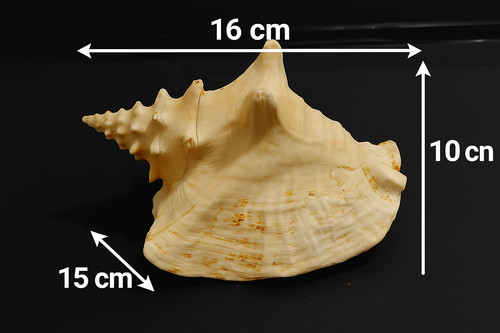 Conchiglia grande fossile