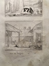 Antica illustrazione 1835 - antica,