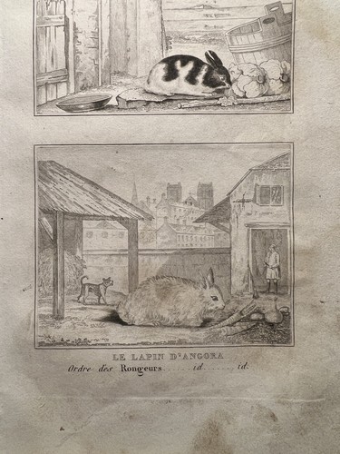 Antica illustrazione 1835 - antica,