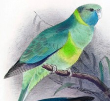 1899, J.F. KEULEMANS, H. GRØNVOLD, R. GREENE COLORE A MANO SU UCCELLINI D'AUSTRALIA W23