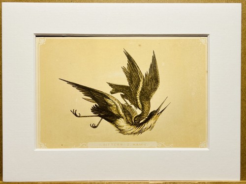 Falco uccelli ornitologia