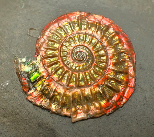 Complete iridescent caloceras - complete,