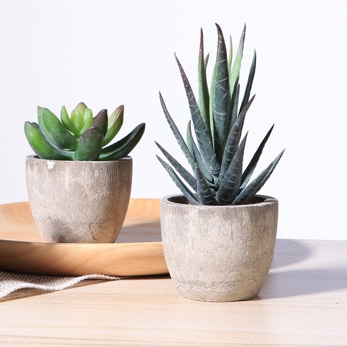 Garden bonsai for home - ,
