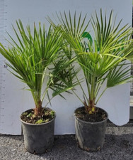 'CHAMEROPS UMILIS' PIANTA DI