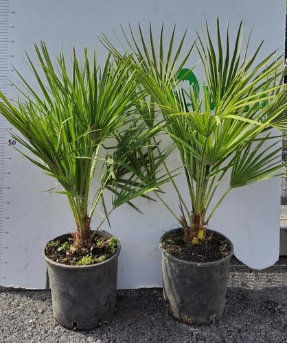 Chamerops umilis pianta di - pianta,