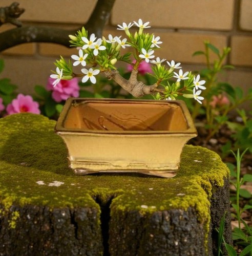 Vaso per bonsai verde oliva