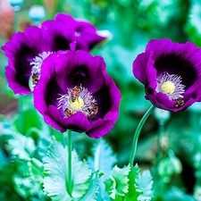 Papaver Somniferum ☆"Lauren's Grape"☆ [vero papavero da sonno] ~ 6300 semi ♧ 1,5 g ♧