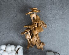 Decorazione da parete fungo