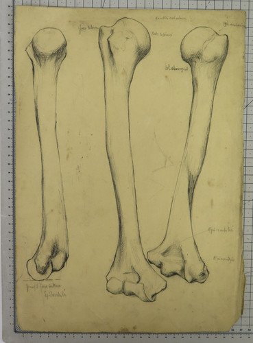 Disegno anatomico antico omero - anatomico,