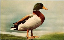 Mallard Duck Anas