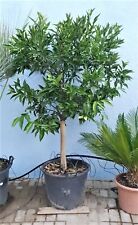 Mandarino clementino Citrus