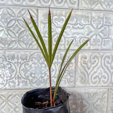 🌴 Latania Palm Seedlings-