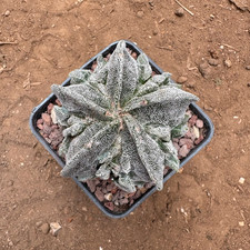 ASTROPHYTUM MYRIOSTIGMA CV