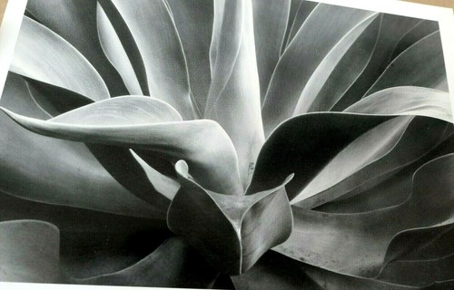 1976 succulent flower agave - flower,