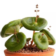 Tazza vino Crassula Umbella