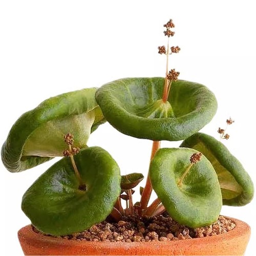Tazza vino crassula umbella - crassula,