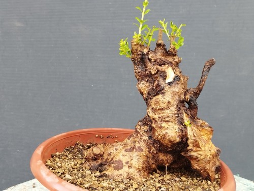 Bonsai olivastro 20x20cm - olivastro, in