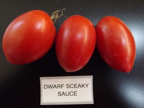 Dwarf sneaky sauce tomate - dwarf,