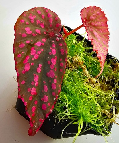 Bellissima begonia - bellissima,