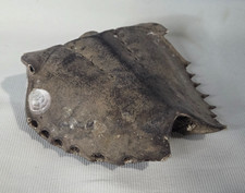 Horseshoe Crab Skeleton Shell