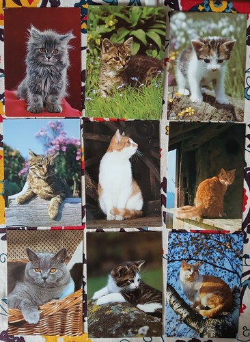 Lotto cartoline animali - lotto, 49