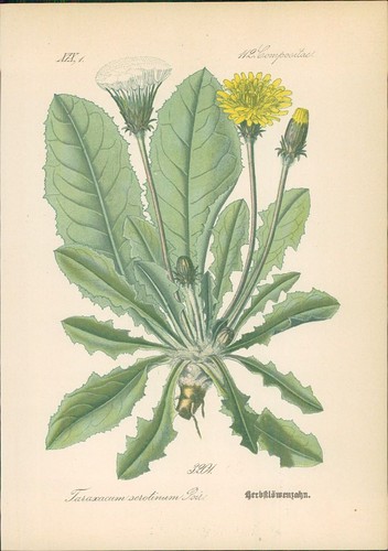Chromolithographie - ,