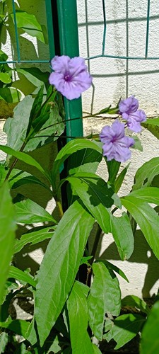 Pianta ruellia mexicana - di,