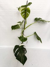 Monstera Albo Variegata  EXACT