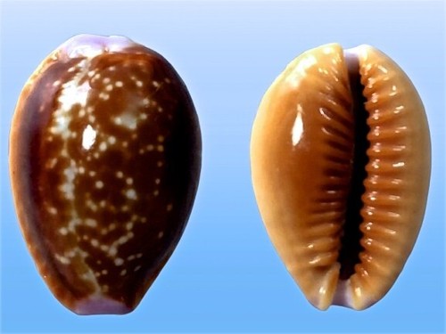 Cypraea helvola argella diego - cypraea,