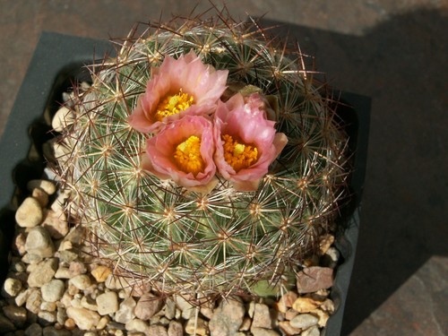 Pediocactus simpsonii 110 - pediocactus,