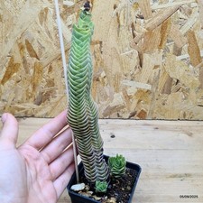 Crassula Tempio di Buddha -