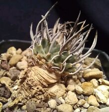 TURBINICARPUS KLINKERIANUS